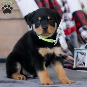 Shadow, Rottweiler Puppy